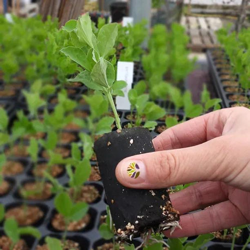 Blue Velvet Sweet Pea Seedling in a Jumbo Plug Showing Good Root Development