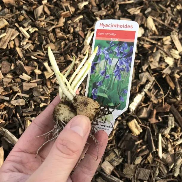 Native Bluebell bulbs in the Green