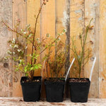 Blueberry Collection in 2 Litre Pots