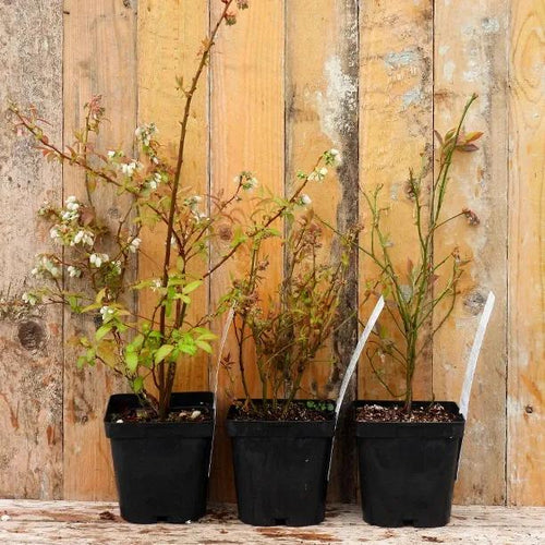 Blueberry Collection in 2 Litre Pots