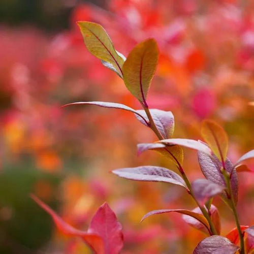 Bluecrop Blueberry autumn leaves