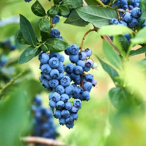 Bluecrop Blueberry Fruit