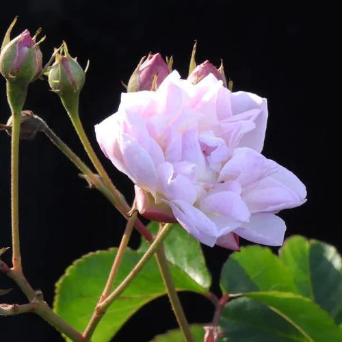 Blush Noisette Climbing Rose Flowers