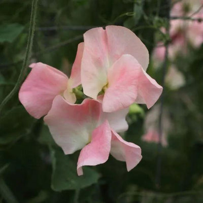 Bobby's Girl Sweet Pea Flowers