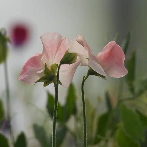 Bobby's Girl Sweet Pea Flowers