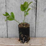 Bobby's Girl Sweet Pea Seedling in a Jumbo Plug Showing Good Root Development