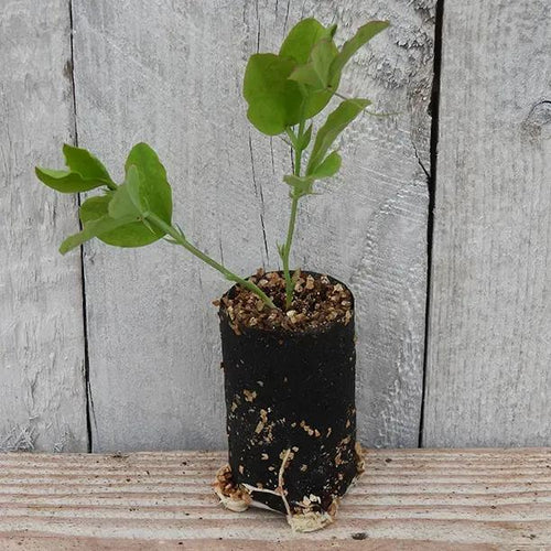 Bobby's Girl Sweet Pea Seedling in a Jumbo Plug Showing Good Root Development