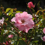 Bonica Shrub Rose Flowers