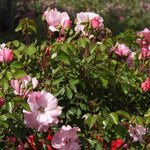 Bonica Shrub Rose Flowers