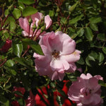 Bonica Shrub Rose Flowers