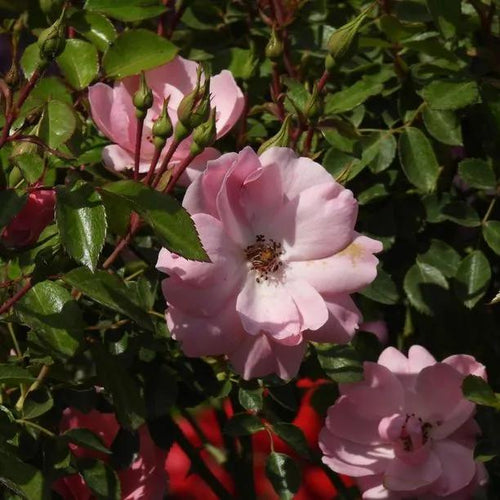 Bonica Shrub Rose Flowers