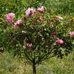 Bonica Shrub Rose Flowers