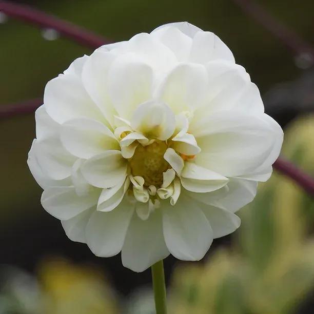 Boom Boom White Dahlia Flowers