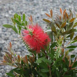 Callistemon Bottlebrush Tree Flowers