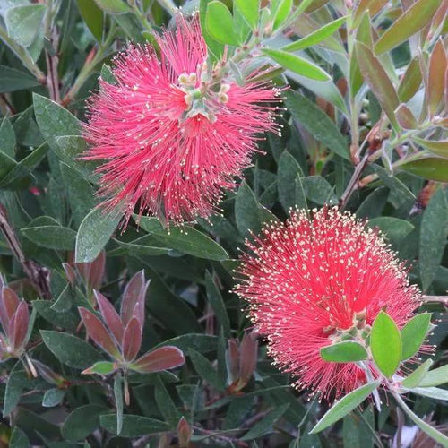 Callistemon Bottlebrush Tree Flowers