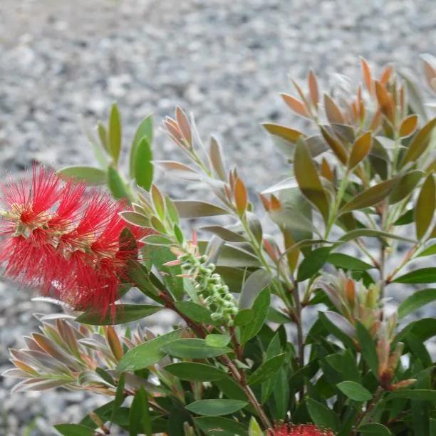 Callistemon Bottlebrush Tree Flowers