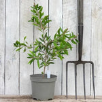 Bottlebrush Callistemon Plant in 3 Litre Pot