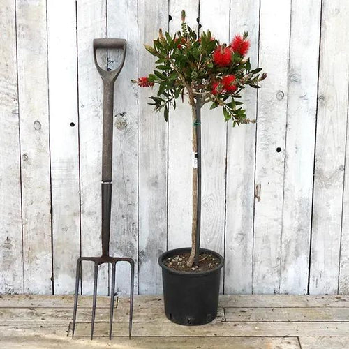 1/4 Standard Bottlebrush Tree