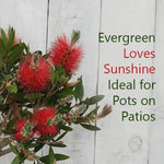 Callistemon tree's red flowers look like very pretty bottlebrushes