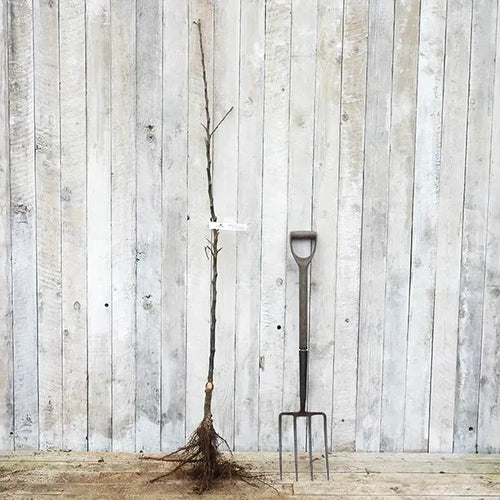 Bareroot Bountiful Maiden Size Apple Tree