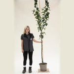 Bountiful Apple Tree Half Standard - 10 Litre Pot