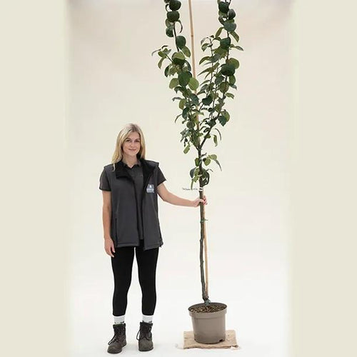 Bountiful Apple Tree Half Standard - 10 Litre Pot