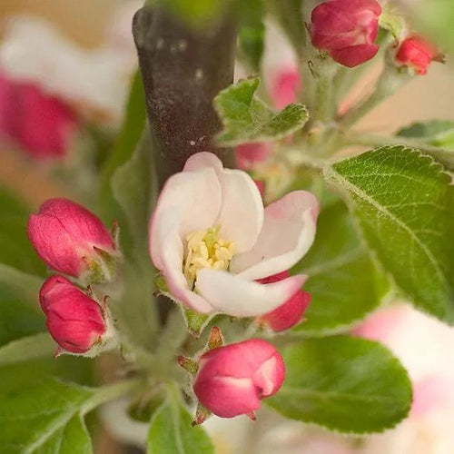 Bountiful Apple blossom on the tree