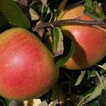 Bountiful Apples on the tree