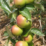 Bountiful Apples on the tree