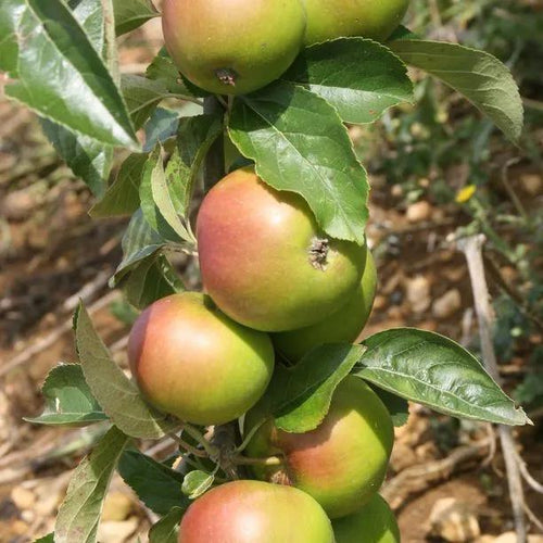 Bountiful Apples on the tree