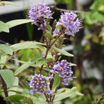 Bouquet Hebe Flowers