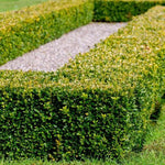 Common Box hedge clipped low and square