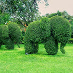Common Box clipped into topiary elephants