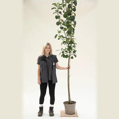 Bramley Apple Half Standard Tree - 10 Litre Pot