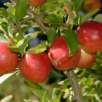 Braeburn Apples on the tree