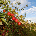 Braeburn Apples on the tree
