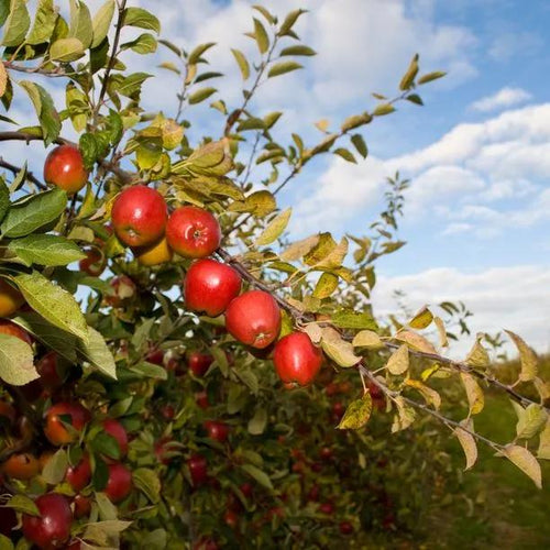 Braeburn Apples on the tree