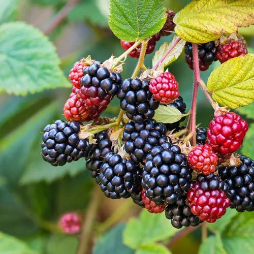 Ripe and Unripe Wild Blackberry Fruit
