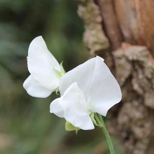 Bramdean Sweet Pea Flowers