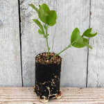 Bramdean Sweet Pea Seedling in a Jumbo Plug Showing Good Root Development