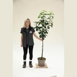 Bramley Apple Bush - 10 litre Pot