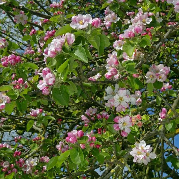 Bramley Apple blossom on the tree