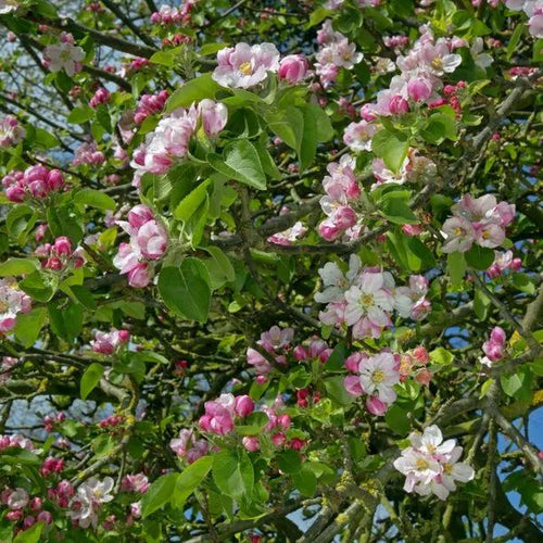 Bramley Apple blossom on the tree