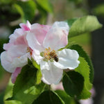 Bramley Apple blossom on the tree