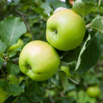 Bramley Apples on the tree