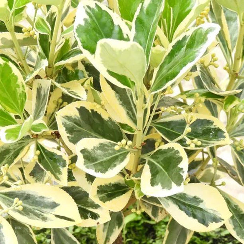 Bravo Japanese Spindle Hedge Plants