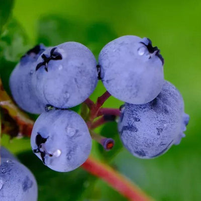 Brigitta Blueberry Fruit