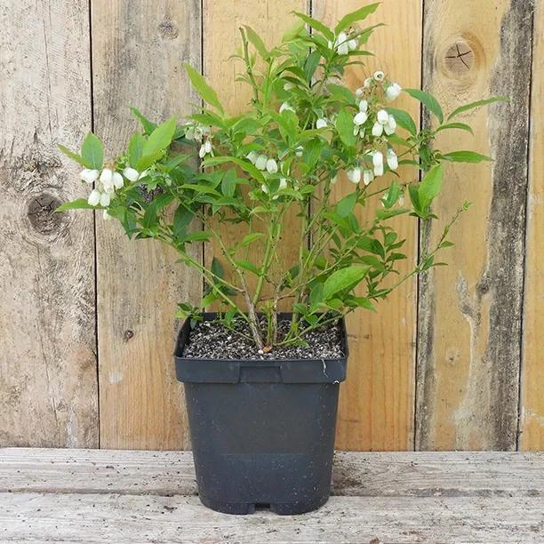 Brigitta Blueberry Plant in 2 Litre Pot