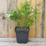 Brigitta Blueberry Plant in 2 Litre Pot