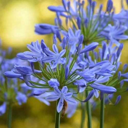 Brilliant Blue Agapanthus Flowers